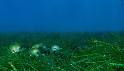 Seagrass Is Harmed by Noise Pollution