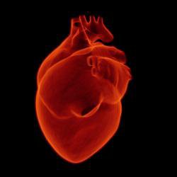 Lab-grown beating heart cells identify potential drug to prevent COVID-19-related heart damage
