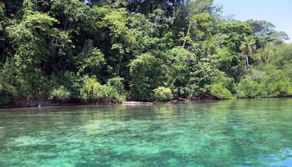 Watch What Happens When a Coral Reef Can't Get Enough Oxygen