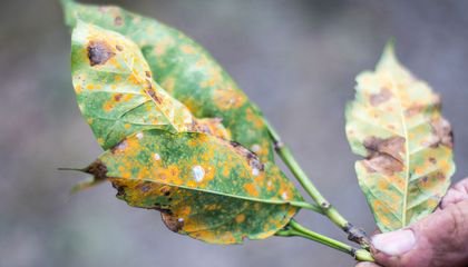 New Study Shows Climate Change May Increase the Spread of Plant Pathogens