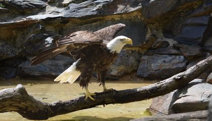 Meet Rescued Bald Eagles Tioga and Annie