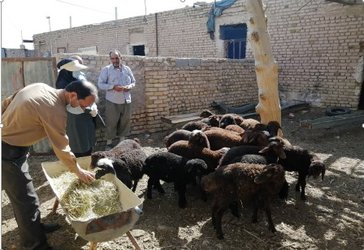 گزارش بازدید محقق معین مرکز تحقیقات و آموزش کشاورزی و منابع طبیعی استان سمنان از یک دامداری روستای شهرستان سمنان