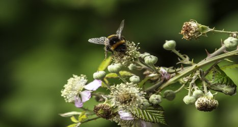 Bee flight suffers under temperature extremes