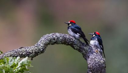 Polygamy Helps Male Acorn Woodpeckers Thrive