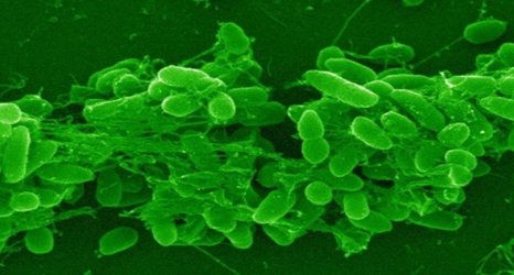 Bacterial warfare provides new antibiotic target