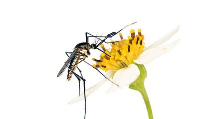 The Unexpected Beauty, Benefits and Diversity of the Mosquito, the World’s Most Hated Insect