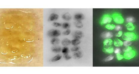 Self-healing ‘living materials’ used as 3D building blocks 