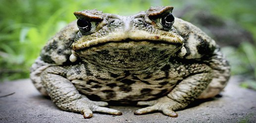 Australia’s cane toads evolved as cannibals with frightening speed