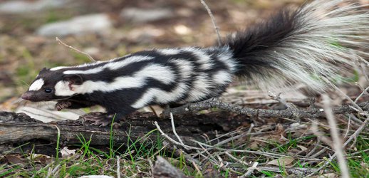 Scientists Identify Seven Species of Spotted Skunks, and They All Do Handstands Before They Spray