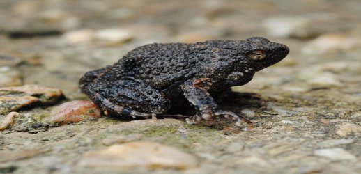 Frog Foam May Help Deliver Drugs to Human Skin