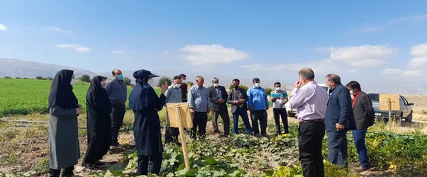 برگزاری روز مزرعه لوبیاچیتی توسط مرکز تحقیقات و آموزش کشاورزی و منابع طبیعی استان اردبیل در مشگین شهر