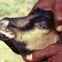 طاعون نشخوارکنندگان کوچک Peste des petits ruminants (PPR)