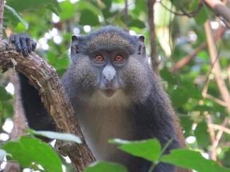 New poop sample analysis reveals interspecies monkey romance