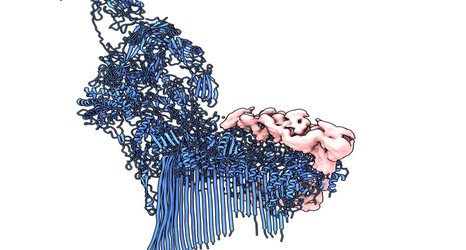 Research reveals how ‘chaperone’ proteins deal with immune system overreactions