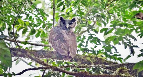 Owl unseen for 150 years photographed in the wild for the first time