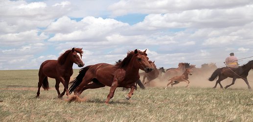Ancient DNA points to origins of modern domestic horses