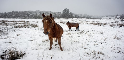 Scientists say Australian plan to cull up to 10,000 wild horses doesn’t go far enough