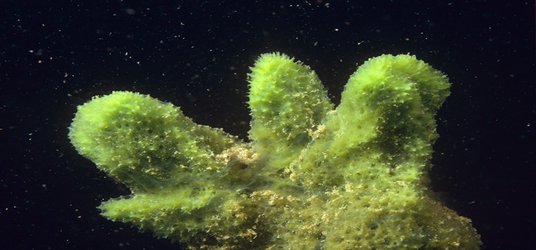 Sponge cells hint at origins of nervous system