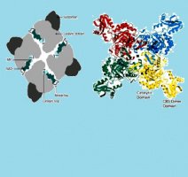 چگونگی تغییر عملکرد آنزیم درگیر در چرخه بینایی در یک بیماری شایع چشمی بررسی شد