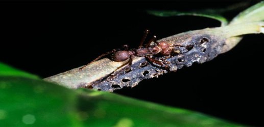 Ants build a medieval ‘torture rack’ to catch grasshoppers