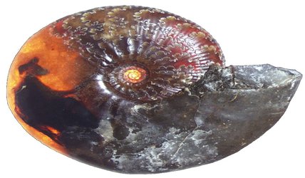 Rare Jurassic fossil reveals never-before-seen ammonite muscles in 3D