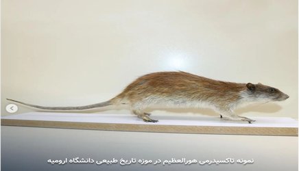 اولین ثبت موش دم بلند میان رودان Nesokia bunnii در ایران، توسط عضو هیات علمی دانشگاه ارومیه