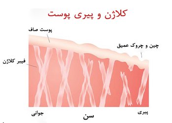 داروساز بیمارستان امام خمینی (ره) کنگان؛
کلاژن‌ها می‌توانند در کاهش چروک بافتی موثر باشند/ عوامل موثر بر کلاژن بدن