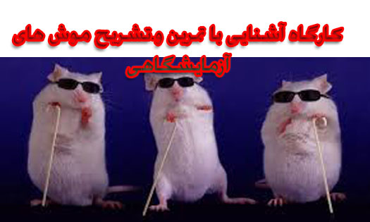 
پژوهشگاه علوم ورزشی وزارت علوم،تحقیقات و فن آوری برگزا