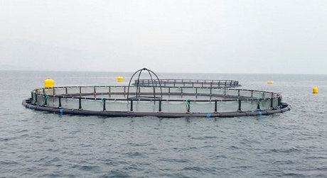 تجاری سازی تولید تور پرورش ماهی
