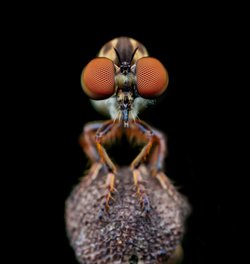 Robber flies combine multiple nav systems to avoid obstacles and catch prey