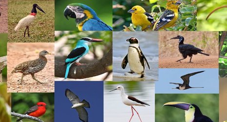 Body measurements for all 11,000 bird species released in open-access database