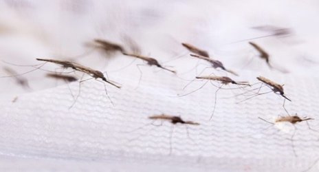 Modified mosquitoes and ‘zombie’ cells: News from the College