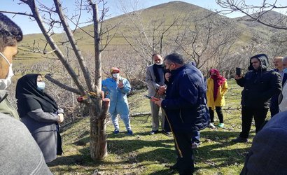 برگزاری کارگاه آموزشی سرشاخه کاری گردو توسط محقق مرکز تحقیقات و آموزش کشاورزی و منابع طبیعی استان اردبیل