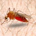 Getting rid of malaria possible, if we try something new
    


       25 Apr 2018