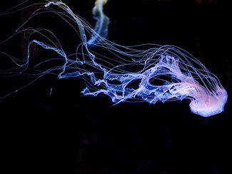 We have too many jellyfish, so scientists want to cover them in chocolate