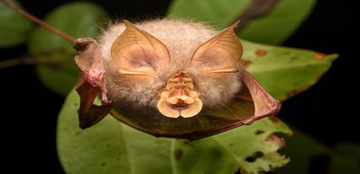 Dozens of unidentified bat species likely live in Asia — and could host new viruses