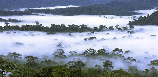 Tropical forests have big climate benefits beyond carbon storage