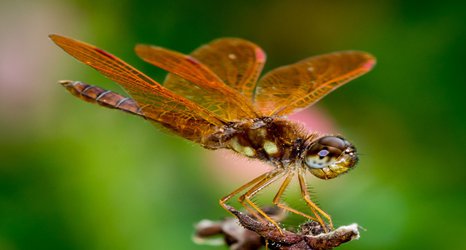 Mechanosensory system found on insect wings could inform future wing designs