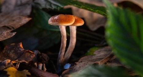 Magic mushroom compound increases brain connectivity in people with depression