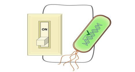 Scientists engineer new tools to electronically control gene expression