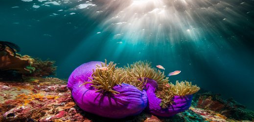 A common sunscreen ingredient turns toxic in the sea — anemones suggest why