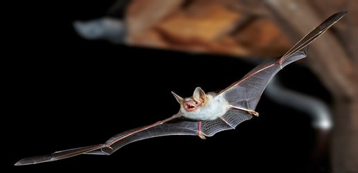 Bats buzz like hornets to scare off owl predators