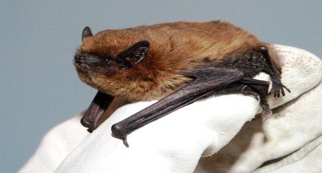 COVID-19 poo test for bats may help pandemic monitoring and conservation efforts