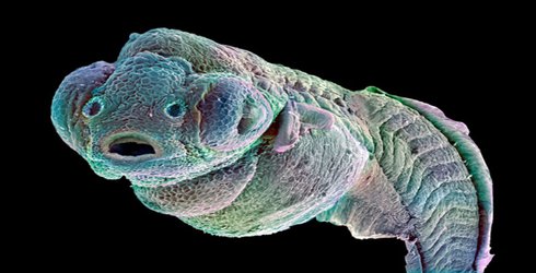 Incredibly detailed embryo maps chart each cell’s developmental fate