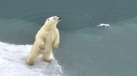 Polar bear population discovered that can survive without sea ice