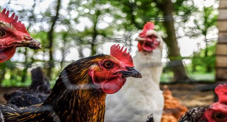 Imperial joins UK’s top scientists to battle bird flu outbreaks