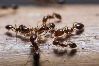 Defend your house against ants—with science