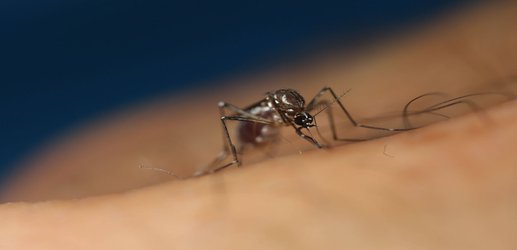 How some viruses make people smell extra-tasty to mosquitoes