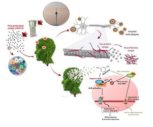 فعال‌سازی مکانیسم‌های سلولی و مولکولی دخیل در بیماری آلزایمر توسط ذرات PM ۲.۵ هوای شهر تهران