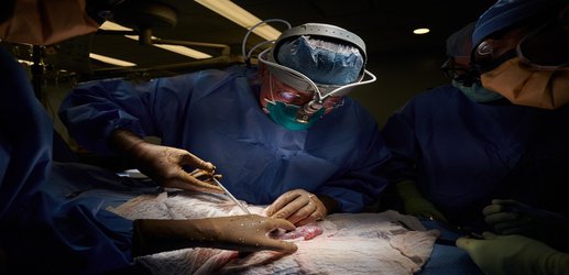 Clinical trials for pig-to-human organ transplants inch closer